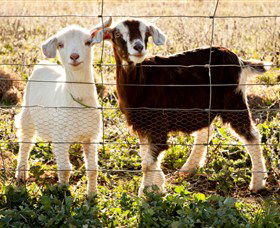 Dunkell Goats - Northern Rivers Accommodation 3