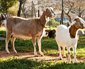 Dunkell Goats - Northern Rivers Accommodation 1