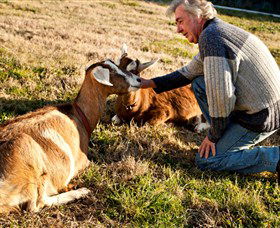 Dunkell Goats - Northern Rivers Accommodation 4