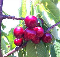 Ballinaclash Orchard and Cellar Door - Northern Rivers Accommodation