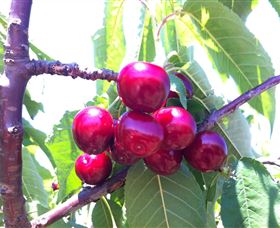 Ballinaclash Orchard And Cellar Door - Northern Rivers Accommodation 0