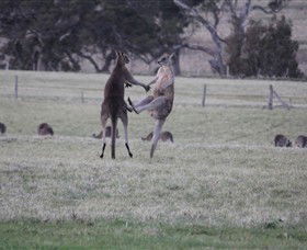 Living Legends: The International Home Of Rest For Champion Horses - Northern Rivers Accommodation 2