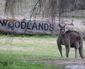 Living Legends: The International Home Of Rest For Champion Horses - Northern Rivers Accommodation 1