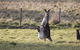 Living Legends: The International Home Of Rest For Champion Horses - thumb 3