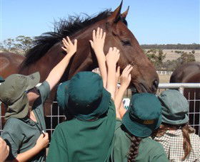 Living Legends: The International Home Of Rest For Champion Horses - Northern Rivers Accommodation 4
