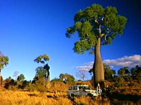 Kroombit Tops National Park - Northern Rivers Accommodation 1
