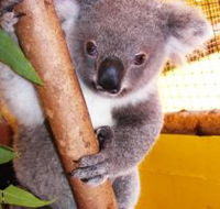 Cooberrie Park Wildlife Sanctuary - Northern Rivers Accommodation