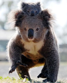 Koalas In Gunnedah - Northern Rivers Accommodation 0