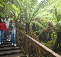 Otway Fly Treetop Adventures - Northern Rivers Accommodation