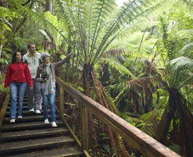 Otway Fly Treetop Adventures - Northern Rivers Accommodation 0