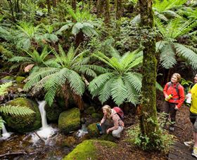 Baw Baw National Park - Northern Rivers Accommodation 0
