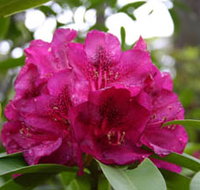 Campbell Rhododendron Gardens - Northern Rivers Accommodation
