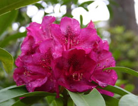 Campbell Rhododendron Gardens - Northern Rivers Accommodation 0