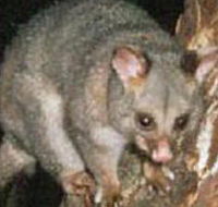 Moondarra State Park - Northern Rivers Accommodation