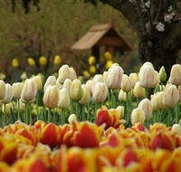 Tulip Top Gardens - Northern Rivers Accommodation
