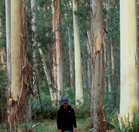 Blue Gum Forest - Northern Rivers Accommodation