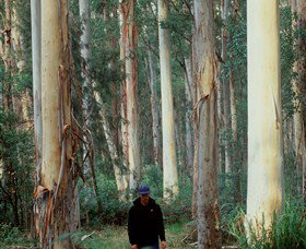 Blue Gum Forest - Northern Rivers Accommodation 0