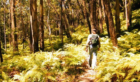 Federal Pass - Northern Rivers Accommodation 0