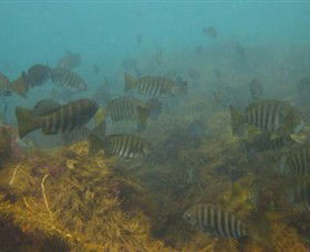 Bunurong Marine And Coastal Park - Northern Rivers Accommodation 0