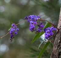 Mann River Nature Reserve - Northern Rivers Accommodation