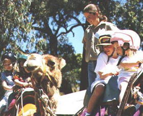 Calamunnda Camel Farm  - Northern Rivers Accommodation 2