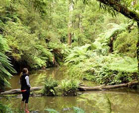 Morwell National Park - Northern Rivers Accommodation 0