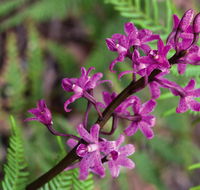 Cassinia walking track - Northern Rivers Accommodation