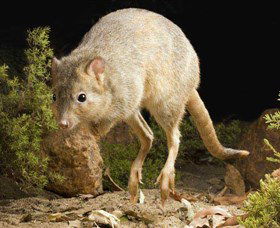 Kanyana Wildlife Rehabilitation Centre - Northern Rivers Accommodation 0