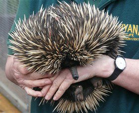 Kanyana Wildlife Rehabilitation Centre - Northern Rivers Accommodation 2