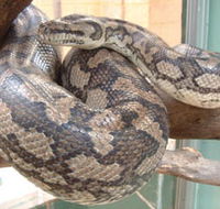 Armadale Reptile Centre - Northern Rivers Accommodation