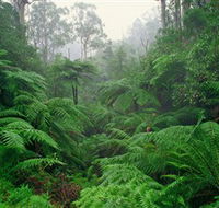 Tarra Bulga National Park - Northern Rivers Accommodation