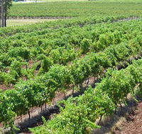 Pokolbin Brothers Wines Hunter Valley - Northern Rivers Accommodation