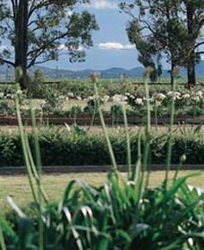 Vinden Estate Wines - Northern Rivers Accommodation 1