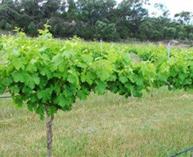 Tamburlaine Organic Wines - Northern Rivers Accommodation 1