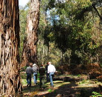 Tallaganda National Park - Northern Rivers Accommodation