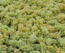 Normanby Wines - Northern Rivers Accommodation 0
