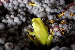 Normanby Wines - Northern Rivers Accommodation 2