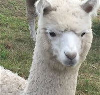 Storybook Alpacas - Northern Rivers Accommodation