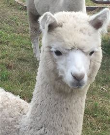 Storybook Alpacas - Northern Rivers Accommodation 0