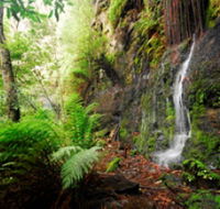 Fairy Bower Falls - Northern Rivers Accommodation