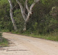 Riverview walking track - Northern Rivers Accommodation