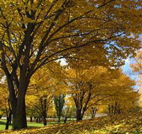 Centennial Park at Cooma - Northern Rivers Accommodation