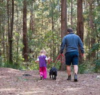 Olney State Forest - Watagan Mountains - Northern Rivers Accommodation