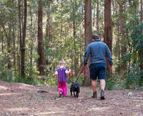 Olney State Forest - Watagan Mountains - Northern Rivers Accommodation 0