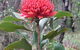 Olney State Forest - Watagan Mountains - thumb 1