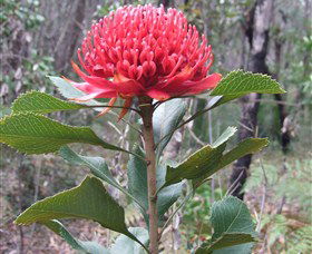 Olney State Forest - Watagan Mountains - Northern Rivers Accommodation 1