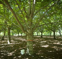 Sassafras Nuts - Northern Rivers Accommodation