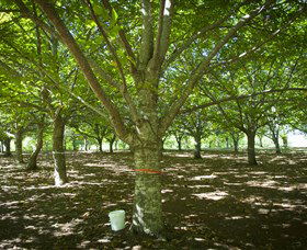Sassafras Nuts - Northern Rivers Accommodation 0