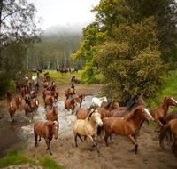 Glenworth Valley Horse Riding - Northern Rivers Accommodation