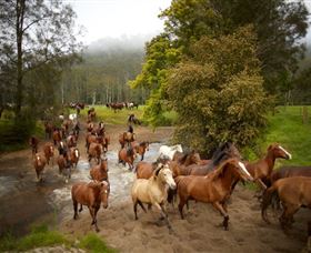 Glenworth Valley Horse Riding - Northern Rivers Accommodation 0